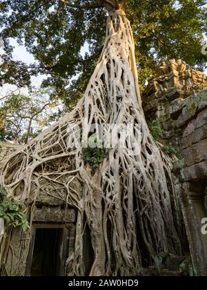 Der erstaunliche Dschungeltempel von Ta Prohm in der Nähe von Siem Reap Kambodscha Stockfoto