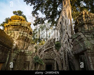 Der erstaunliche Dschungeltempel von Ta Prohm in der Nähe von Siem Reap Kambodscha Stockfoto