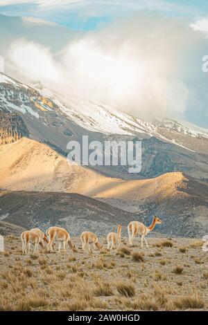 vicuñas in El Chimborazo Stockfoto