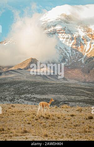 vicuñas in El Chimborazo Stockfoto