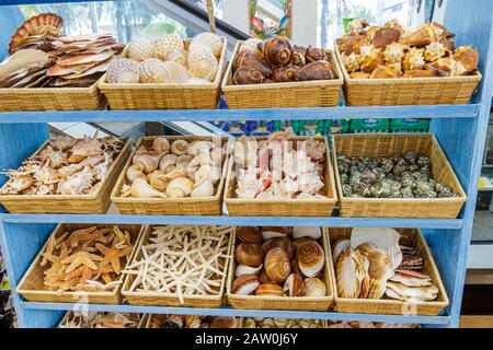 Miami Beach Florida, Walgreens, Drogerie, Apotheke, Verkauf Muscheln anzeigen, Seesterne, organisiert, Vitrine Verkauf, Regal Regale, FL100906016 Stockfoto