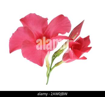 Magnenta Dipladenia Blumen und Blüten sowie deren Knospen, isoliert auf weißem Stockfoto