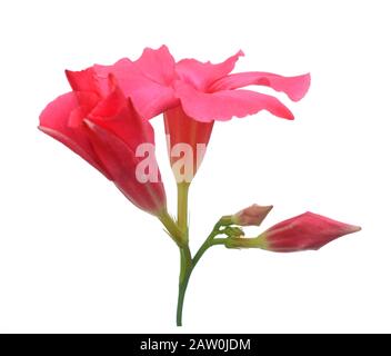 Magnenta Dipladenia blüht Stockfoto