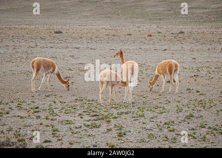 vicuñas in El Chimborazo Stockfoto