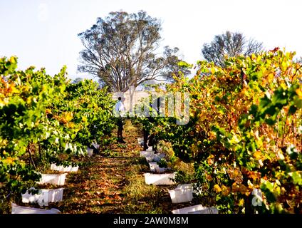 Australische Weinhersteller und Brauereien Produzieren in den Weinregionen South/Western Australia und New South Wales. Graham Shaw beobachtet Traubenpflücker bei der Arbeit. Stockfoto