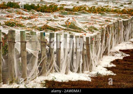 Australische Weinhersteller und Brauereien Produzieren in den Weinregionen South/Western Australia und New South Wales.Reben sind gegen den Frost gefnet. Stockfoto