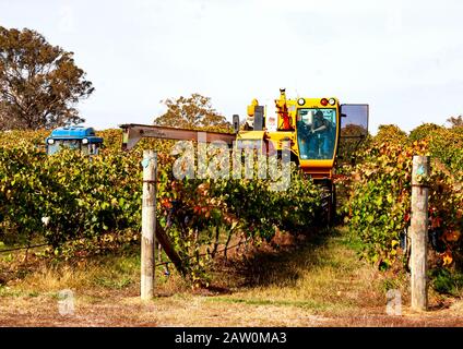 Australische Weinhersteller und Brauereien Produzieren in den Weinregionen South/Western Australia und New South Wales.Trauben werden maschinell geerntet. Stockfoto
