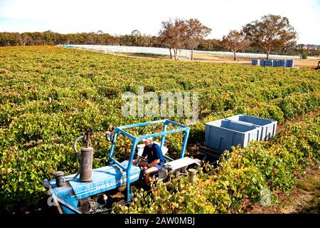Australische Winzer und Brauereien Produktion in Süd/West Australien und Weinregionen in New South Wales.Traktor Abschleppen Sammelbehälter für Trauben Stockfoto