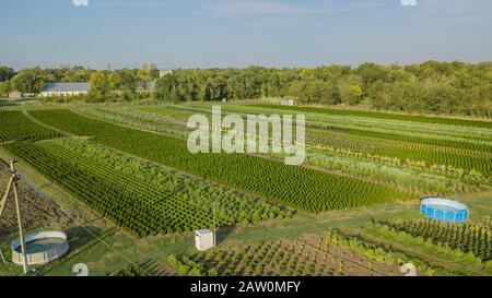 Schwarzkiefer, Krippen-Kiefer, Banktanne, Balsam-Tanne, Festtanne, metasequoia, gewöhnliche Fichte, Bergkiefer, Baumfarm in einem ländlichen Gebiet der Sta Stockfoto