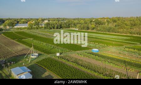 Schwarzkiefer, Krippen-Kiefer, Banktanne, Balsam-Tanne, Festtanne, metasequoia, gewöhnliche Fichte, Bergkiefer, Baumfarm in einem ländlichen Gebiet der Sta Stockfoto