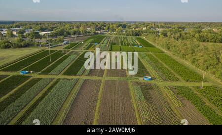 Schwarzkiefer, Krippen-Kiefer, Banktanne, Balsam-Tanne, Festtanne, metasequoia, gewöhnliche Fichte, Bergkiefer, Baumfarm in einem ländlichen Gebiet der Sta Stockfoto