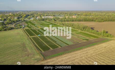 Schwarzkiefer, Krippen-Kiefer, Banktanne, Balsam-Tanne, Festtanne, metasequoia, gewöhnliche Fichte, Bergkiefer, Baumfarm in einem ländlichen Gebiet der Sta Stockfoto