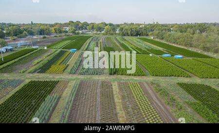 Schwarzkiefer, Krippen-Kiefer, Banktanne, Balsam-Tanne, Festtanne, metasequoia, gewöhnliche Fichte, Bergkiefer, Baumfarm in einem ländlichen Gebiet der Sta Stockfoto