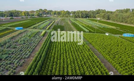 Schwarzkiefer, Krippen-Kiefer, Banktanne, Balsam-Tanne, Festtanne, metasequoia, gewöhnliche Fichte, Bergkiefer, Baumfarm in einem ländlichen Gebiet der Sta Stockfoto