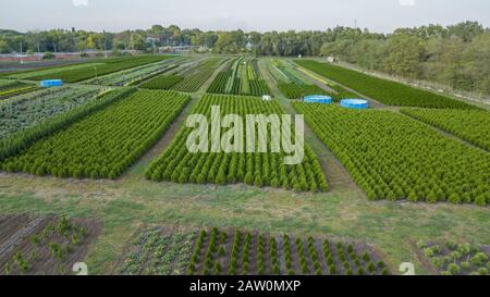 Schwarzkiefer, Krippen-Kiefer, Banktanne, Balsam-Tanne, Festtanne, metasequoia, gewöhnliche Fichte, Bergkiefer, Baumfarm in einem ländlichen Gebiet der Sta Stockfoto