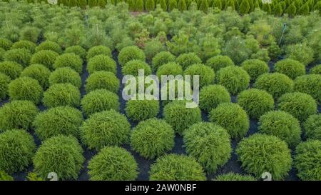 Schwarzkiefer, Krippen-Kiefer, Banktanne, Balsam-Tanne, Festtanne, metasequoia, gewöhnliche Fichte, Bergkiefer, Baumfarm in einem ländlichen Gebiet der Sta Stockfoto