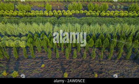 Schwarzkiefer, Krippen-Kiefer, Banktanne, Balsam-Tanne, Festtanne, metasequoia, gewöhnliche Fichte, Bergkiefer, Baumfarm in einem ländlichen Gebiet der Sta Stockfoto