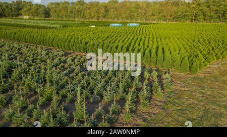 Schwarzkiefer, Krippen-Kiefer, Banktanne, Balsam-Tanne, Festtanne, metasequoia, gewöhnliche Fichte, Bergkiefer, Baumfarm in einem ländlichen Gebiet der Sta Stockfoto