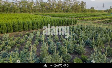 Schwarzkiefer, Krippen-Kiefer, Banktanne, Balsam-Tanne, Festtanne, metasequoia, gewöhnliche Fichte, Bergkiefer, Baumfarm in einem ländlichen Gebiet der Sta Stockfoto