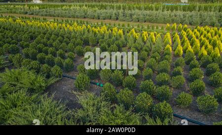 Schwarzkiefer, Krippen-Kiefer, Banktanne, Balsam-Tanne, Festtanne, metasequoia, gewöhnliche Fichte, Bergkiefer, Baumfarm in einem ländlichen Gebiet der Sta Stockfoto