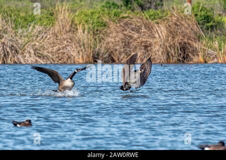 Canada Gans (Branta canadensis) Landing in Sepulveda Wildlife Sanctuary CA USA Stockfoto