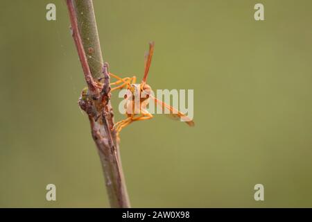 Gelbe Wespe und Hornet sind einige der tödlichsten Insekten in Südasien. Die übliche Nahaufnahme von Wespe, roter Papierwespe, gelber Töpferwespe, schwarzer Spinne Stockfoto