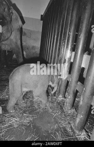 Elefant im Zoo von Blijdorp geboren; Mutter Irma der kleine Elefant Datum: 16. Juni 1984 Stichwörter: Zoos Personenname: Zoo von Rotterdam, Irma Stockfoto