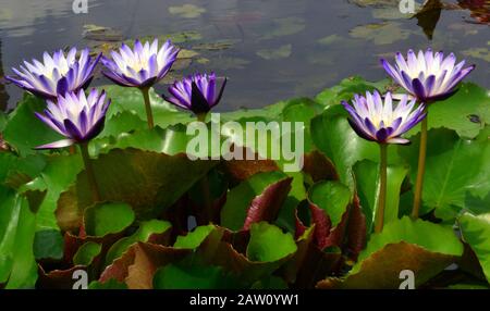 Nymphaea 'Star von Siam' Blumen, eine tropische Lilie mit halbdoppelten violettblauen Hochblättern mit weißem Zentrum, in einem Park in Bangkok, Thailand, Asien. Stockfoto