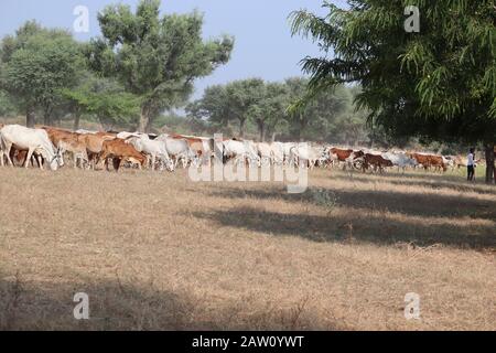 Schwarze Kühe, rote Kühe und weiße Kühe in einem trockenen Rasenfeld an einem hellen und sonnigen Tag in Indien, im Freien heimische Tiere Stockfoto