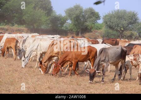 Schwarze Kühe, rote Kühe und weiße Kühe in einem trockenen Rasenfeld an einem hellen und sonnigen Tag in Indien, im Freien heimische Tiere Stockfoto