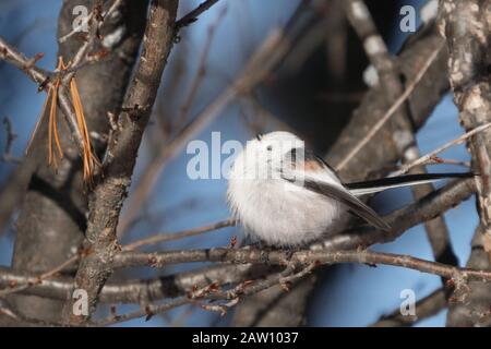 Aegithalos Caudatus Japoncus Stockfoto