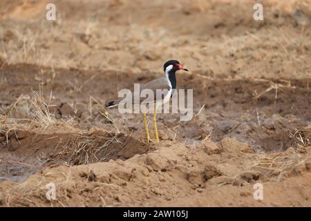 Nahaufnahme eines roten Watteblatts auf trockenem Boden in jaipur, draußen Vögel, rot gewattete Lapwing-Bilder Stockfoto