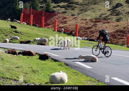 Eine Schafherde und ein Radfahrer auf der Straße durch Den Col du Tourmalet führen in den französischen Pyrenäen vorbei Stockfoto