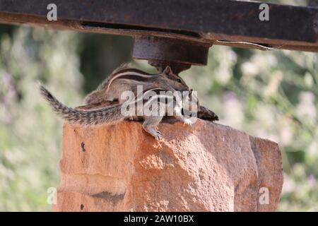 Nahaufnahme von braunen zwei Liebeshörnchen in romantischer Mod auf rotem Stein in der Natur, draußen Tiere, Eichhörnchen Bilder Stockfoto