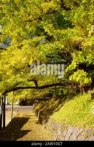 Shimojo großen Ginkgo Baum Stockfoto