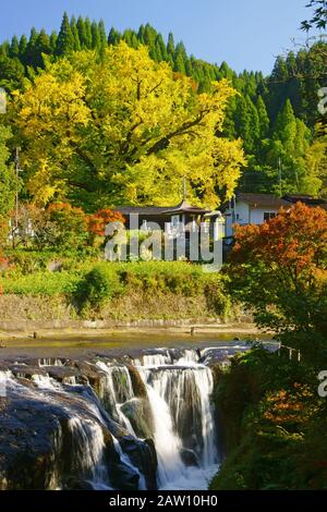 Shimojo Big Ginkgo Tree und Shimojo Fall Stockfoto