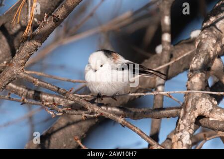 Aegithalos Caudatus Japoncus Stockfoto