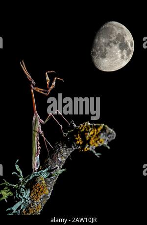 Conehead Mantis (Empusa pennata) mit Mond im Hintergrund, Spanien Stockfoto