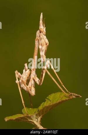 Conehead Mantis, Empusa pennata, Spanien Stockfoto