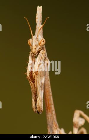 Conehead Mantis, Empusa pennata, Spanien Stockfoto