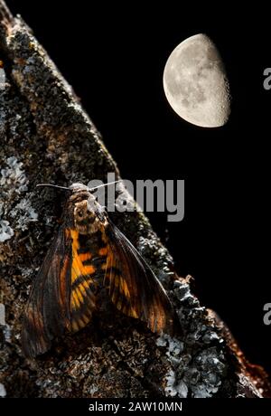 Der Kopf des Todes Hawkmoth (Acherontia atropo). Erwachsene nachts auf einem Baum mit Mond im Hintergrund, Spanien Stockfoto