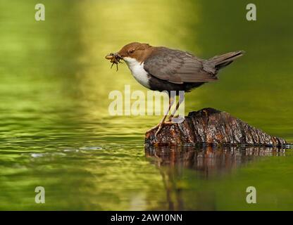 Der weiße Ripper (Cinclus cinclusadulte) thront mit seiner Beute, Spanien, im Fluss Stockfoto