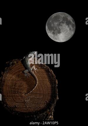 Maurische Mauer Gecko (Tarentola mauritanica) mit Mond im Hintergrund, Spanien Stockfoto