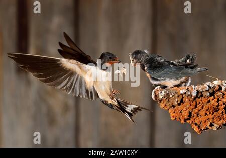 Barn Swallow (Hirundo rustica) füttert Küken im Flug, Spanien Stockfoto