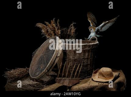 Barn Eule (Tyto alba) landen nachts im Bauernzimmer in Spanien Stockfoto