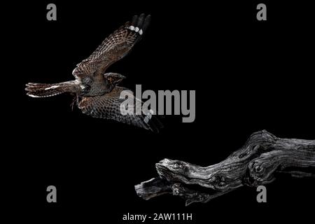 Europäischer Nachtigrun (Caprimulgus europaeus), der nachts fliegt, Spanien Stockfoto