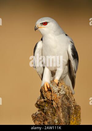 Schwarzgeflügelter Kite (Elanus caeruleus), Spanien Stockfoto