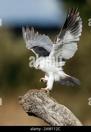 Schwarzgeflügelter Kite (Elanus caeruleus), Spanien Stockfoto