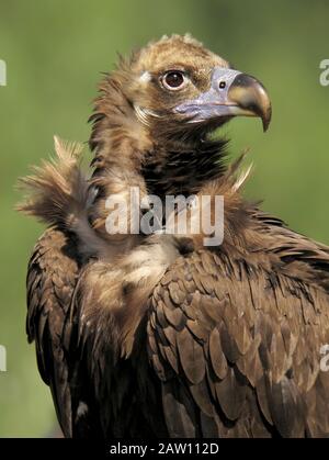 Cinereous Vulture (Aegypius monachus), Spanien Stockfoto