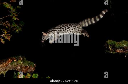 Gemeinsames Genet (Genetta genetta), das nachts springt, Spanien Stockfoto